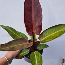Load image into Gallery viewer, Philodendron 'Red Sun' 14cm pot | House plant