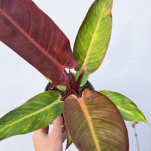 Load image into Gallery viewer, Philodendron 'Red Sun' 14cm pot | House plant