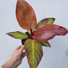 Load image into Gallery viewer, Philodendron 'Prince of Orange' 14cm pot | House plant