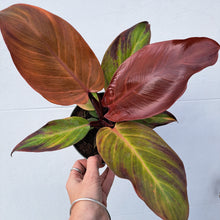 Load image into Gallery viewer, Philodendron 'Prince of Orange' 14cm pot | House plant