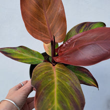 Load image into Gallery viewer, Philodendron 'Prince of Orange' 14cm pot | House plant