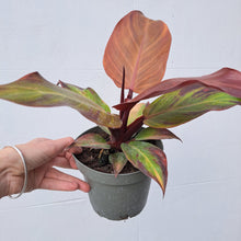 Load image into Gallery viewer, Philodendron 'Prince of Orange' 14cm pot | House plant
