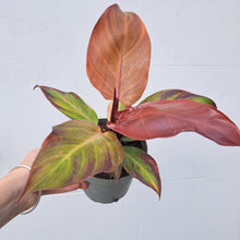 Load image into Gallery viewer, Philodendron 'Prince of Orange' 14cm pot | House plant