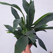 Load image into Gallery viewer, Platycerium bifurcatum Staghorn Fern 14cm pot | House plant