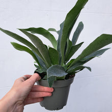 Load image into Gallery viewer, Platycerium bifurcatum Staghorn Fern 14cm pot | House plant