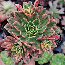 Load image into Gallery viewer, Aeonium ‘Green Tea’ – Variegated Bronze Medal Succulent