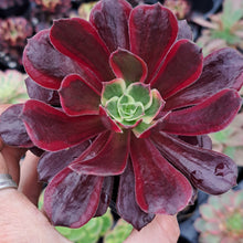 Load image into Gallery viewer, Aeonium EDEN variegated Syn. INFERNO