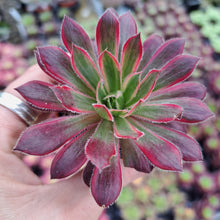 Load image into Gallery viewer, Aeonium PEACOCK syn. Black Magic VARIEGATED