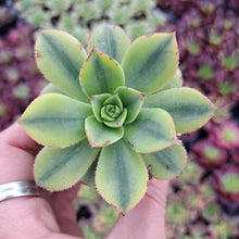 Load image into Gallery viewer, Aeonium FLORESENS syn. STARBURST