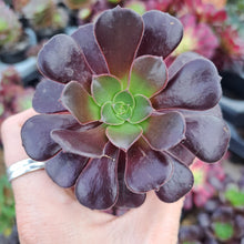 Load image into Gallery viewer, Aeonium 'Velour' – UK-Grown Succulent