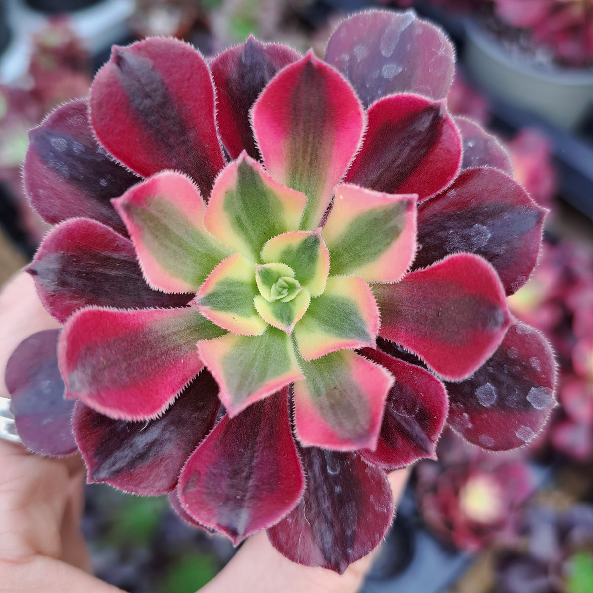 aeonium medusa succulent Aeonium MEDUSA – W & S Lockyer