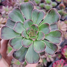 Load image into Gallery viewer, Aeonium Arboreum Rubrolineatum