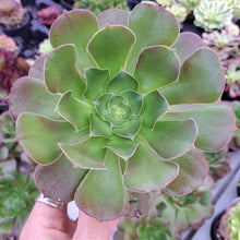 Load image into Gallery viewer, Aeonium 'Blushing Beauty' – UK-Grown Succulent