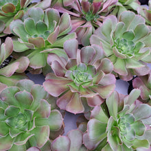 Load image into Gallery viewer, Aeonium 'Blushing Beauty' – UK-Grown Succulent