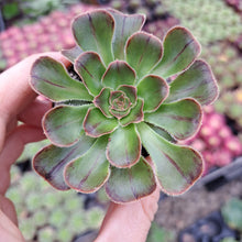 Load image into Gallery viewer, Aeonium Arboreum Rubrolineatum