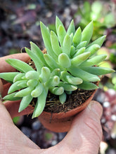 Load image into Gallery viewer, Sedum morganianum ‘Magnum’ – UK-Grown Burro’s Tail