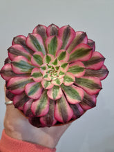 Load image into Gallery viewer, Aeonium ‘Red Copper’ – Red Variegated Succulent