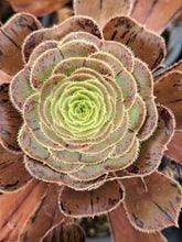 Load image into Gallery viewer, Aeonium Arboreum Rubrolineatum