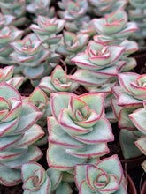 Load image into Gallery viewer, Crassula perforata 'Azul' – UK-Grown Chunky Succulent