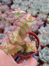 Load image into Gallery viewer, Crassula Perforata – UK-Grown String of Buttons Succulent