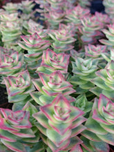 Load image into Gallery viewer, Crassula perforata 'Variegata' – UK-Grown String of Buttons