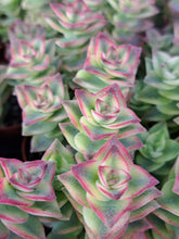 Load image into Gallery viewer, Crassula perforata 'Variegata' – UK-Grown String of Buttons