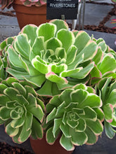 Load image into Gallery viewer, Aeonium 'White Phoenix' – Variegated Succulent
