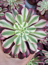 Load image into Gallery viewer, Aeonium ‘Red Copper’ – Red Variegated Succulent