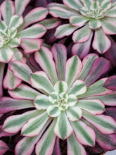 Load image into Gallery viewer, Aeonium ‘Red Copper’ – Red Variegated Succulent