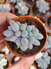 Load image into Gallery viewer, Pachyphytum machucae – UK-Grown Baby Fingers