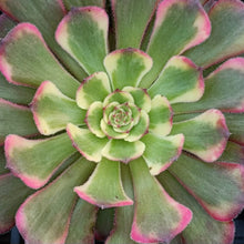 Load image into Gallery viewer, Aeonium ‘Black King Kong’ – UK-Grown Variegated Succulent