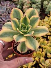Load image into Gallery viewer, Aeonium FLORESENS syn. STARBURST