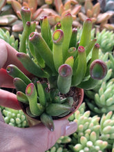 Load image into Gallery viewer, Crassula Ovata Gollum