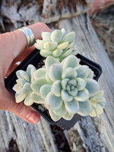 Load image into Gallery viewer, Sedum clavatum f. Variegata – UK-Grown Variegated Succulent