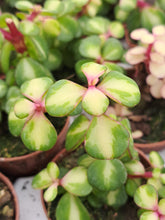Load image into Gallery viewer, Portulacaria afra 'Mediopicta' – UK-Grown Rainbow Bush