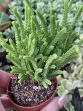 Load image into Gallery viewer, Crassula MUSCOSA syn. Lycopodioides