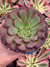 Load image into Gallery viewer, Aeonium ‘Black King Kong’ – UK-Grown Variegated Succulent