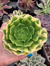 Load image into Gallery viewer, Aeonium ‘Gold Emerald’ – Green & Yellow Variegated Succulent