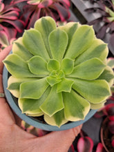 Load image into Gallery viewer, Aeonium ‘Gold Emerald’ – Green & Yellow Variegated Succulent