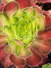 Load image into Gallery viewer, Aeonium 'Shao Hua' – UK-Grown Pink Witch Middle-Variegated Succulent