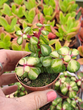 Load image into Gallery viewer, Portulacaria afra 'Mediopicta' – UK-Grown Rainbow Bush