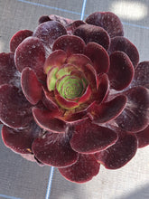 Load image into Gallery viewer, x Semponium 'Destiny'