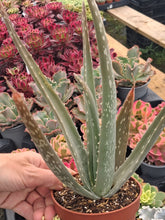Load image into Gallery viewer, Aloe vera – UK-Grown Succulent Houseplant