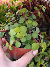 Load image into Gallery viewer, Portulacaria afra 'Lemon' – UK-Grown Elephant Bush