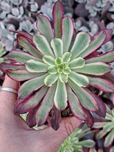 Load image into Gallery viewer, Aeonium MARDI GRAS