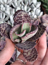 Load image into Gallery viewer, Kalanchoe humilis 'Tiger' – UK-Grown Red Zebra Succulent