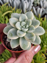 Load image into Gallery viewer, Sedum clavatum f. Variegata – UK-Grown Variegated Succulent