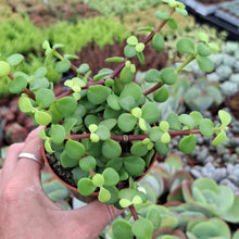Load image into Gallery viewer, Portulacaria afra 'Lemon' – UK-Grown Elephant Bush