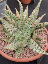 Load image into Gallery viewer, Aloe 'Cleopatra' – UK-Grown Colourful Succulent, 10cm