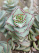 Load image into Gallery viewer, Crassula perforata 'Azul' – UK-Grown Chunky Succulent